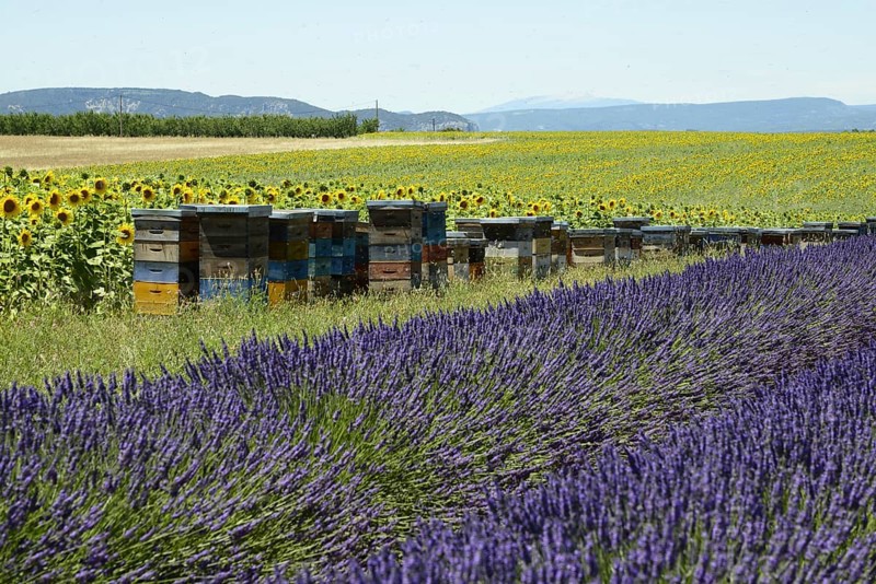 Flowering lavender