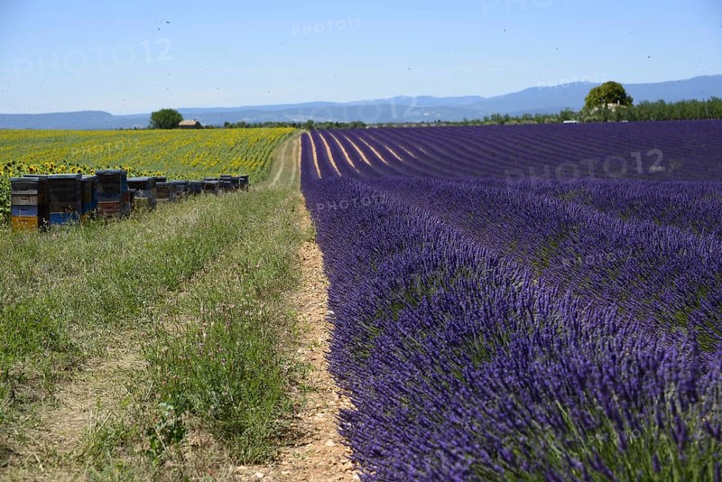 Flowering lavender