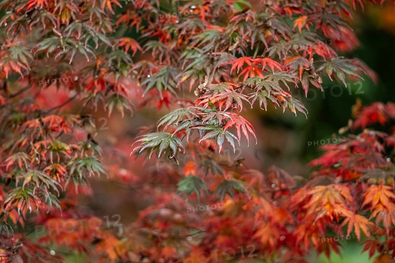 Japanese fan maple