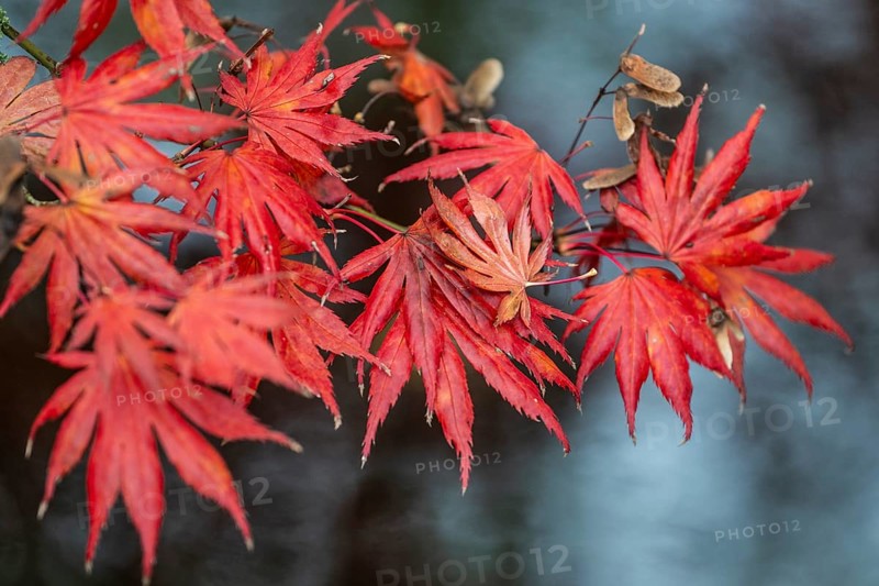 Japanese fan maple