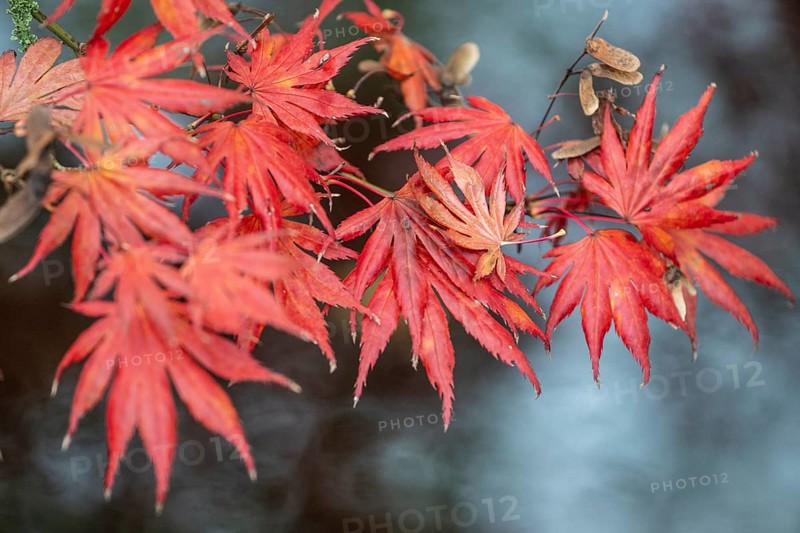 Japanese fan maple