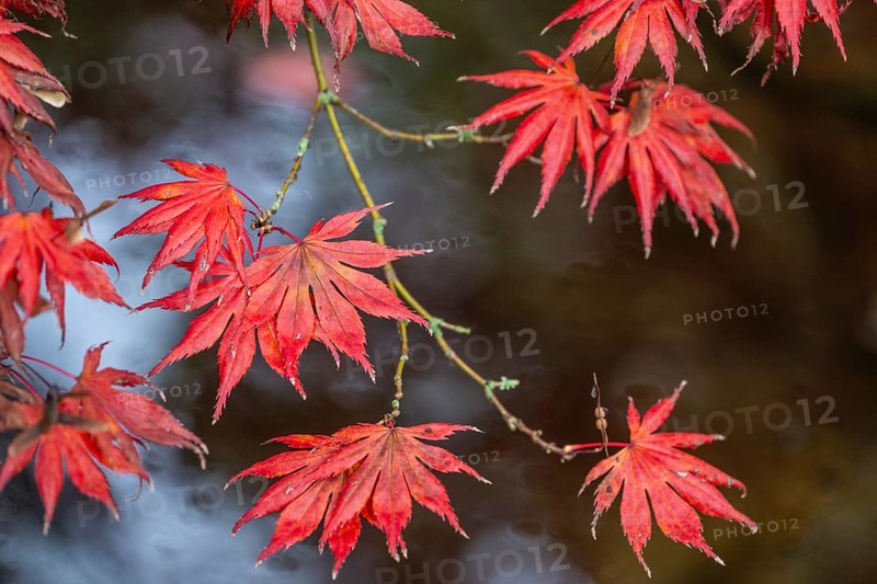 Japanese fan maple