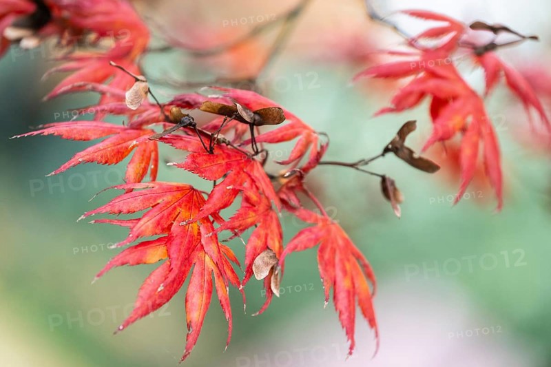 Japanese fan maple