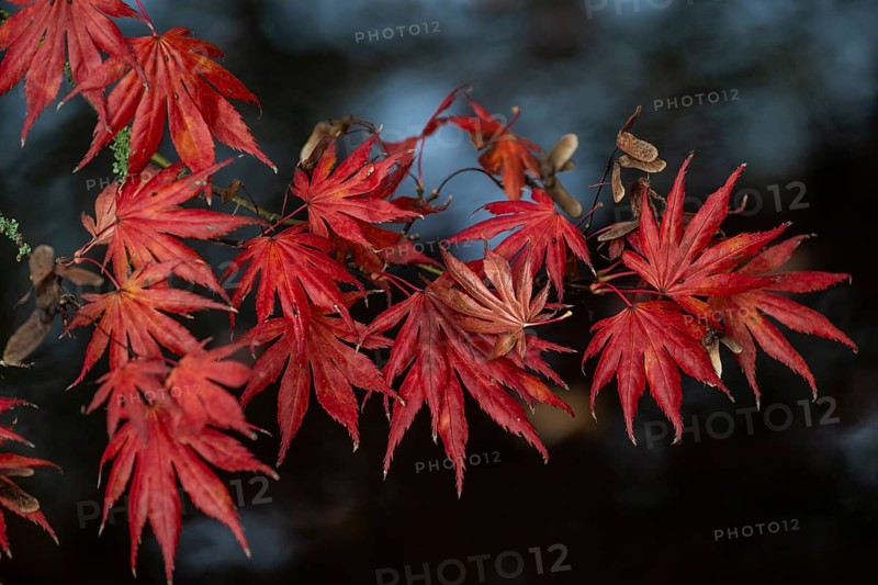 Japanese fan maple
