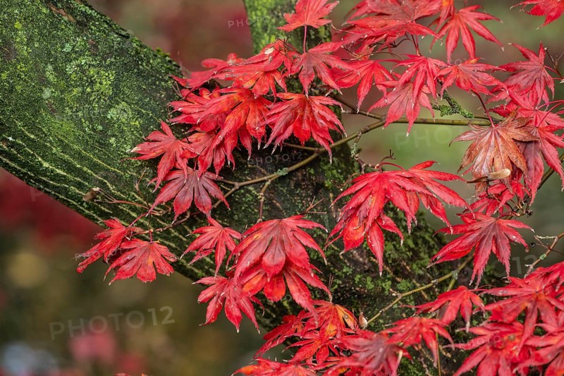 Japanese fan maple