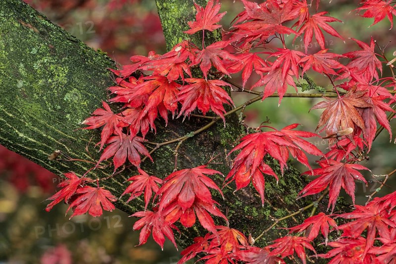 Japanese fan maple
