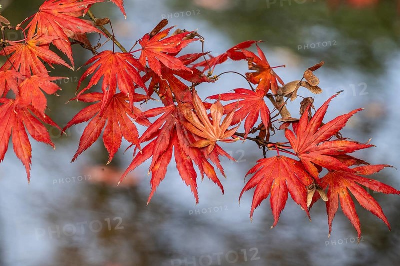 Japanese fan maple