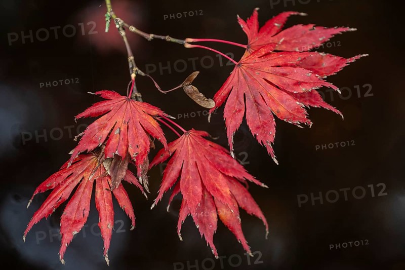 Japanese fan maple