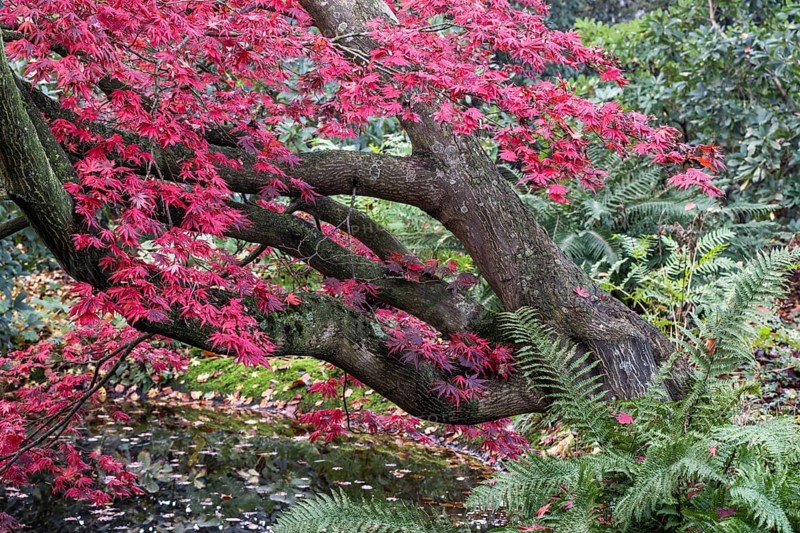 Japanese fan maple