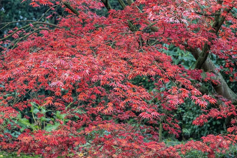 Japanese fan maple