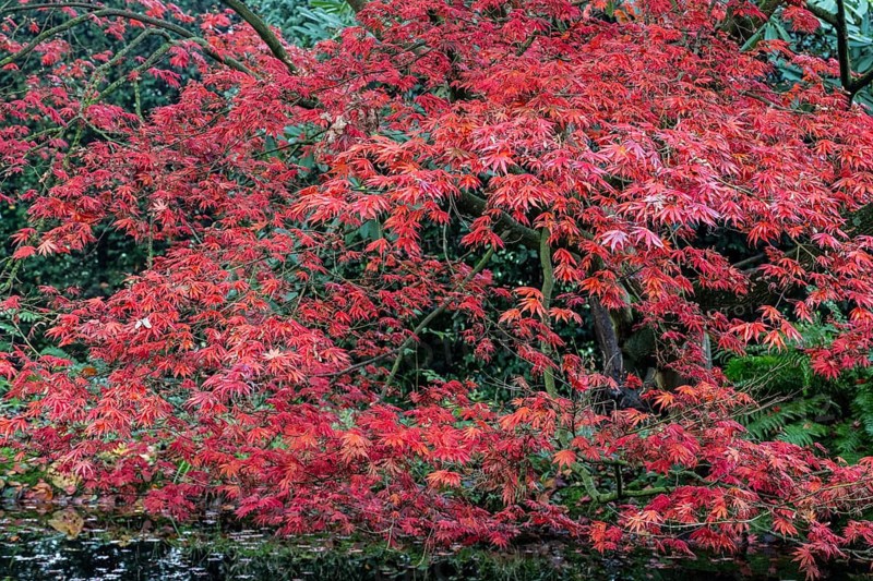 Japanese fan maple
