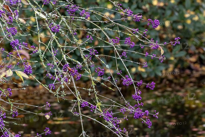 Bodinier's beautyberry