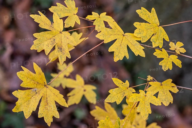 Field maple