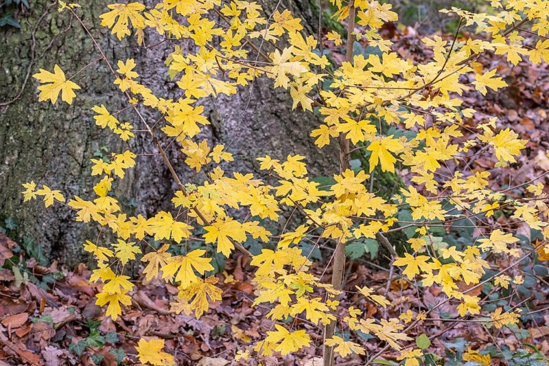 Field maple