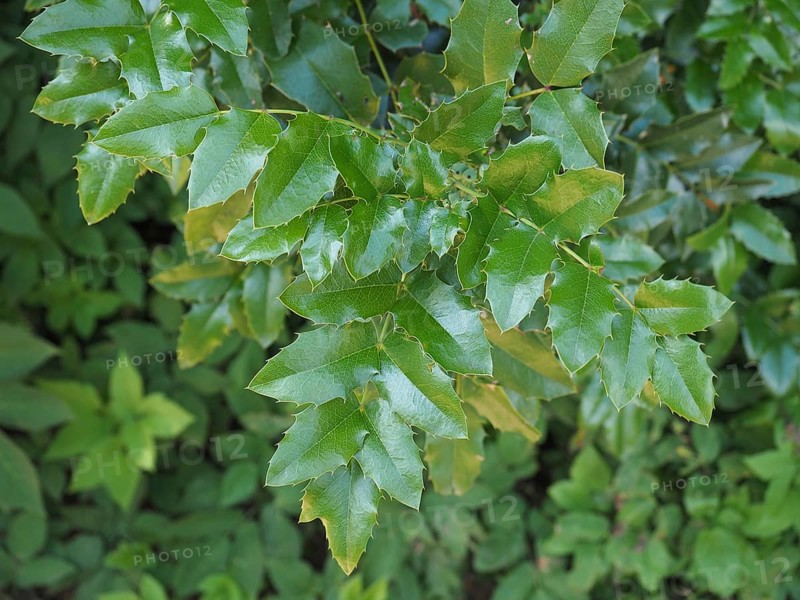 Christmas Holly plant