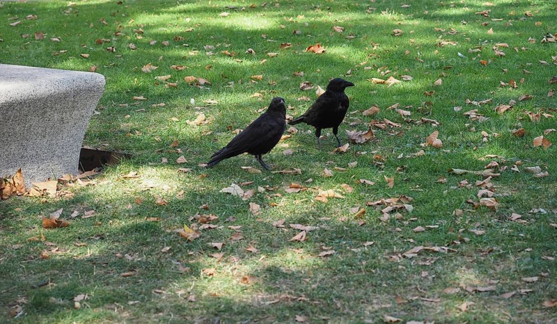 Crow animal of class Aves