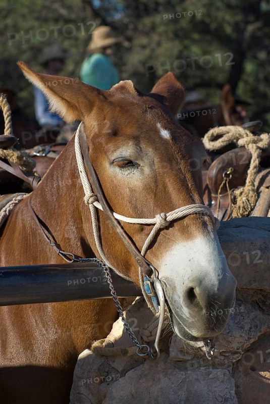 Mule