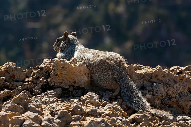Ground squirrel