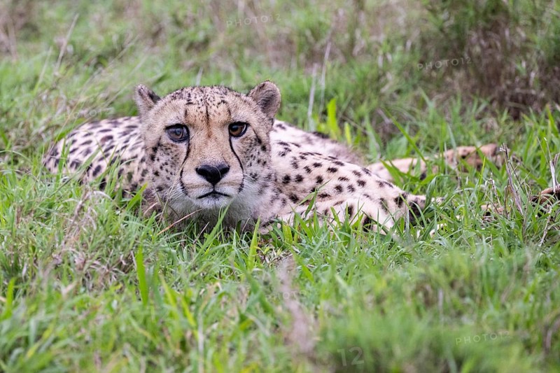 Cheetah