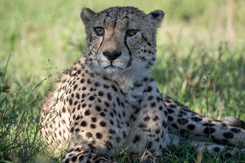 Cheetah