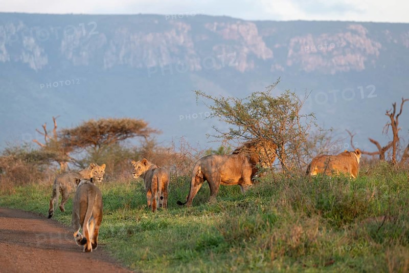 Lions