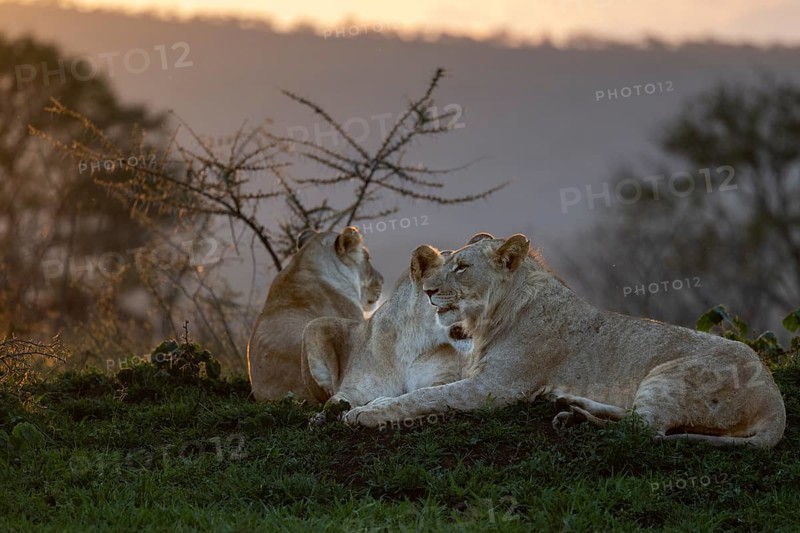 Lions
