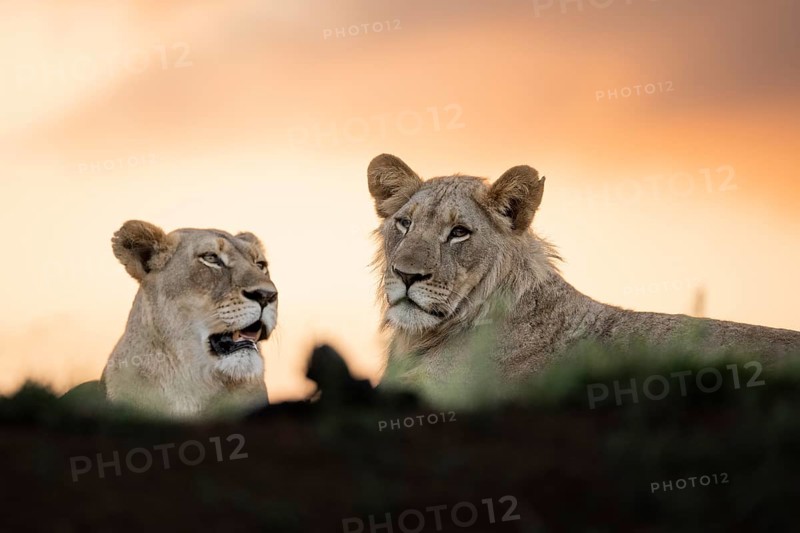 Lions