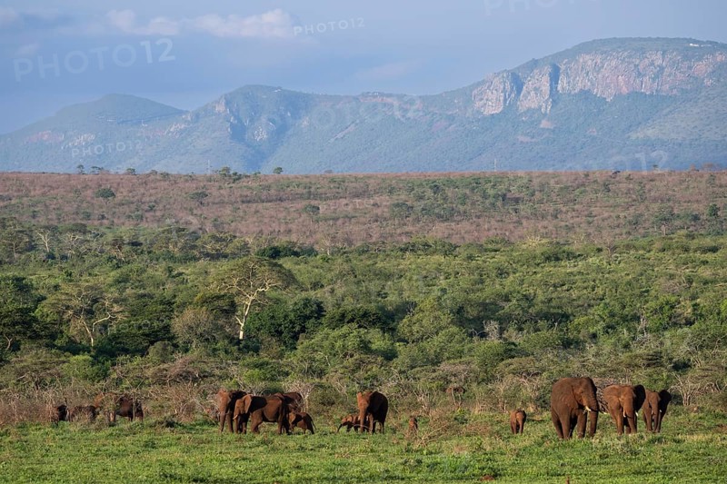 African elephants