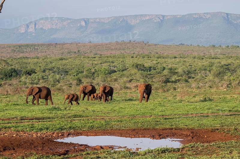 African elephants