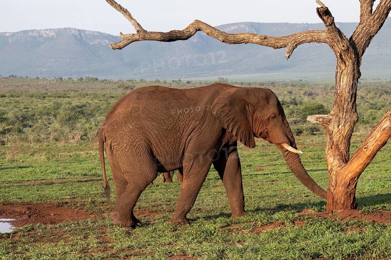 African elephant