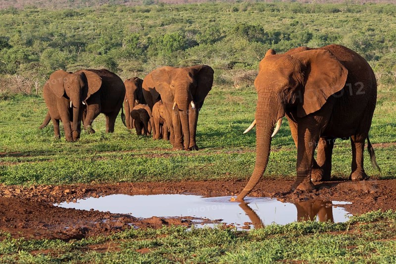 African elephants