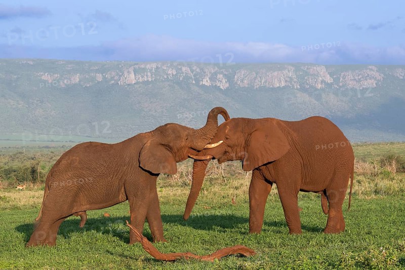 African elephants
