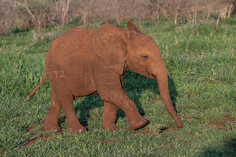 African elephant