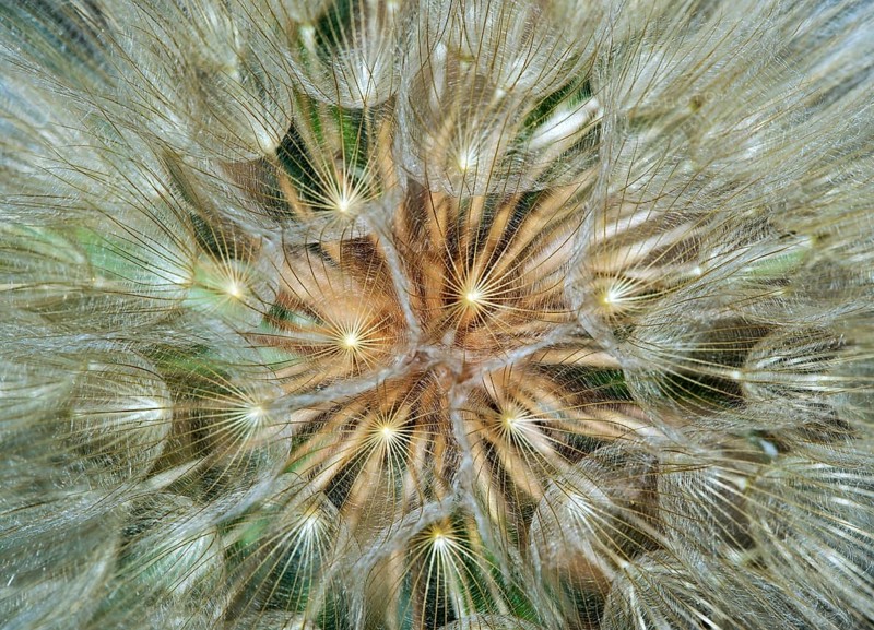 Fruits of the meadow salsify