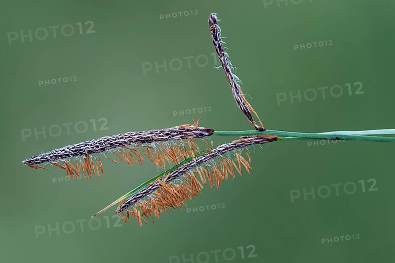 Male flowers of the carnation sedge