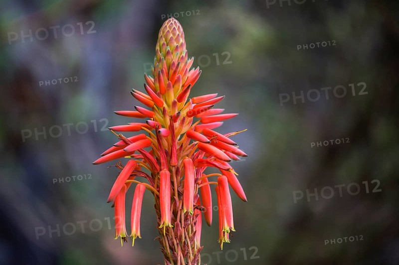 Flower of the rock aloe