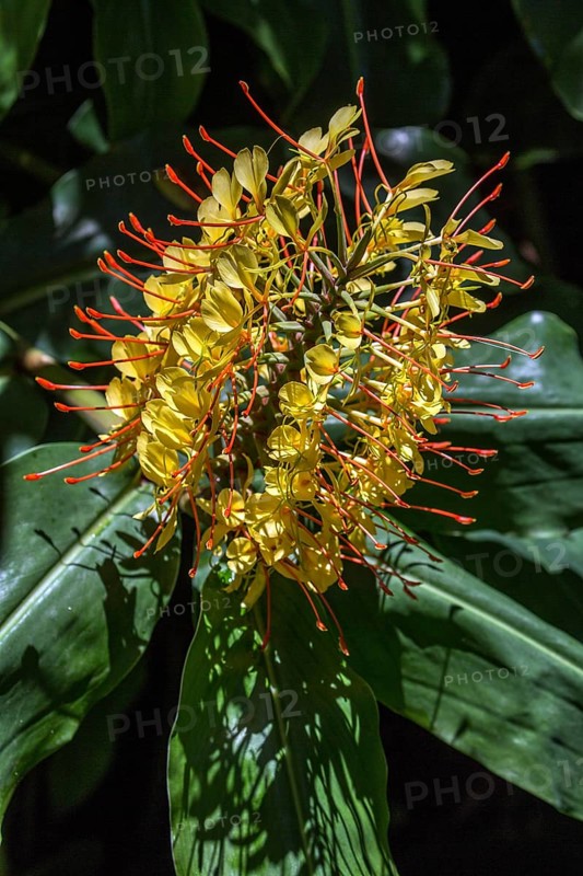 Kahili ginger
