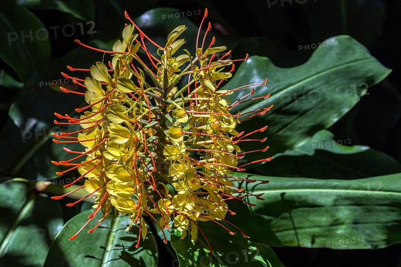 Kahili ginger