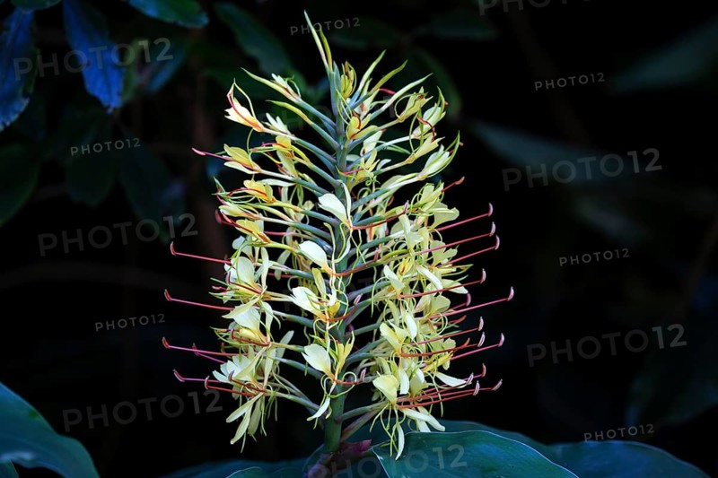 Kahili ginger