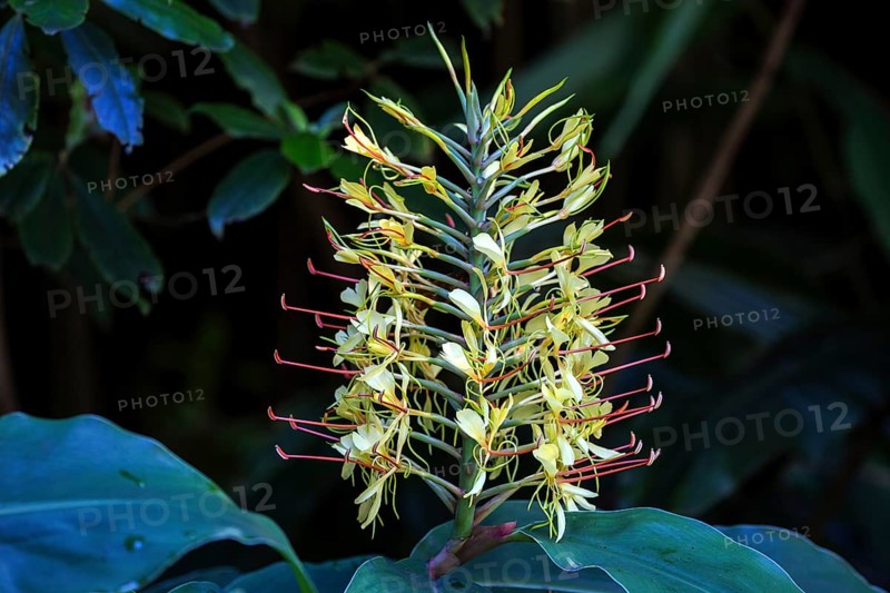 Kahili ginger