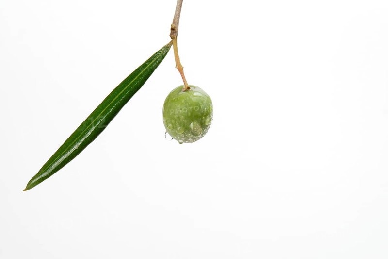 Green olive with dewdrops on the branch of an olive tree isolated on a white background