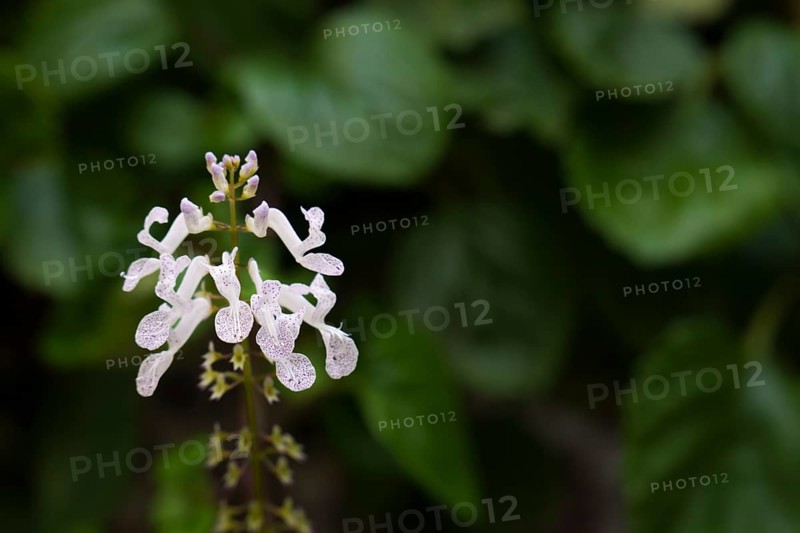 Closeup of the flower of the money plant