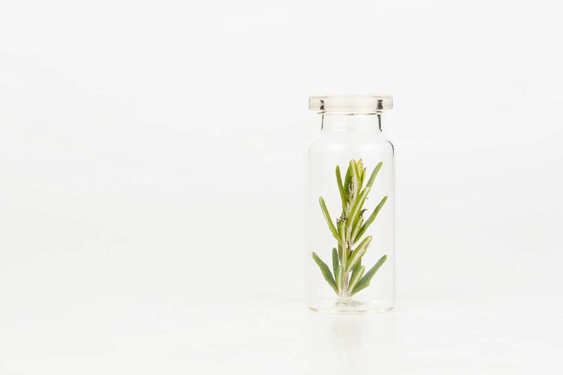 Close-up of a glass jar with branches of fresh rosemary isolated on a white background