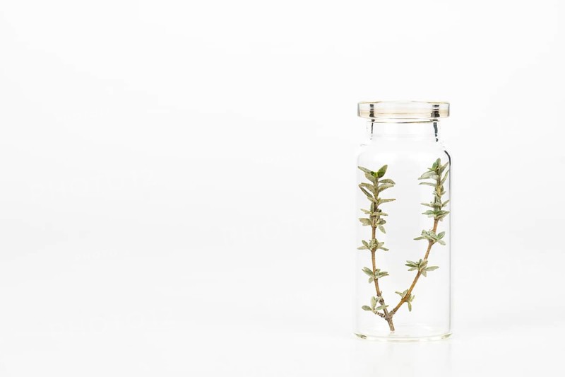 Close-up of a glass jar with sprigs of fresh thyme isolated on a white background