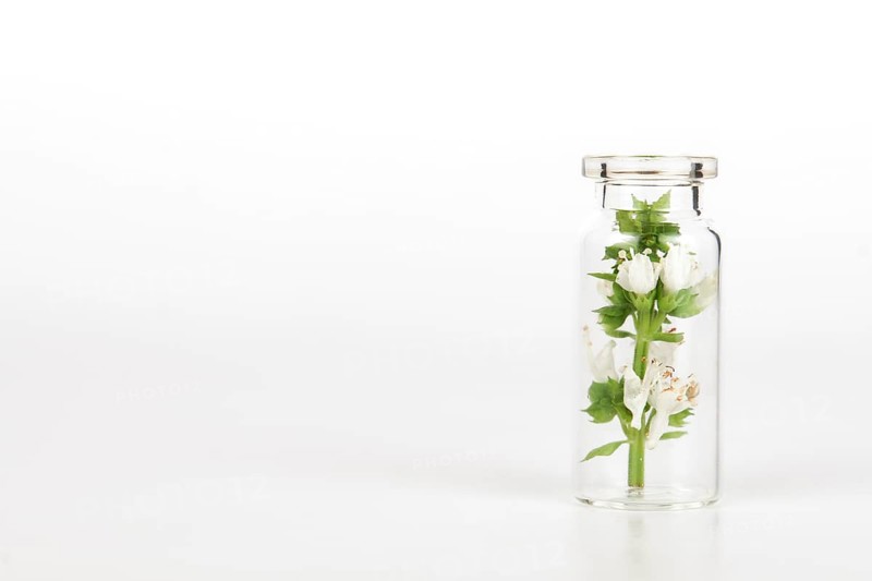 Close-up of a glass jar with fresh basil branches isolated on white background
