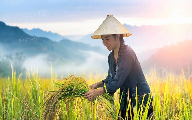 Asian woman harvesting rice in a rice plantation in the mountains