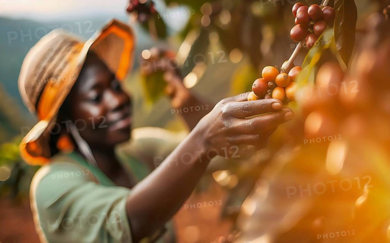 African woman harvesting on a coffee plantation