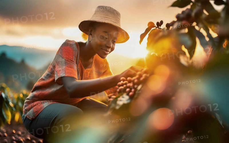 African woman harvesting on a coffee plantation