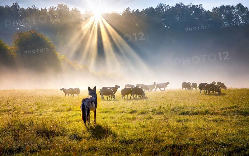 A gray wolf