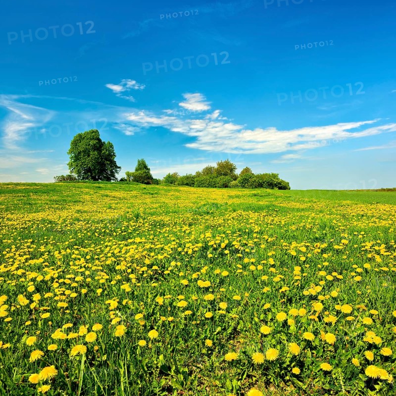Meadow in spring under a blue sky